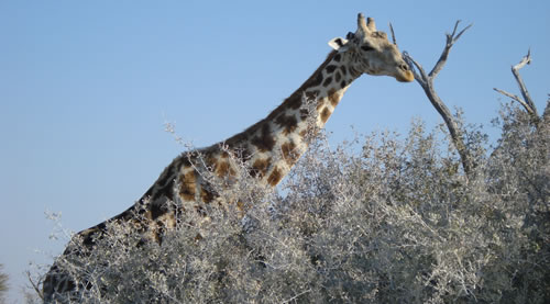giraffa.jpg